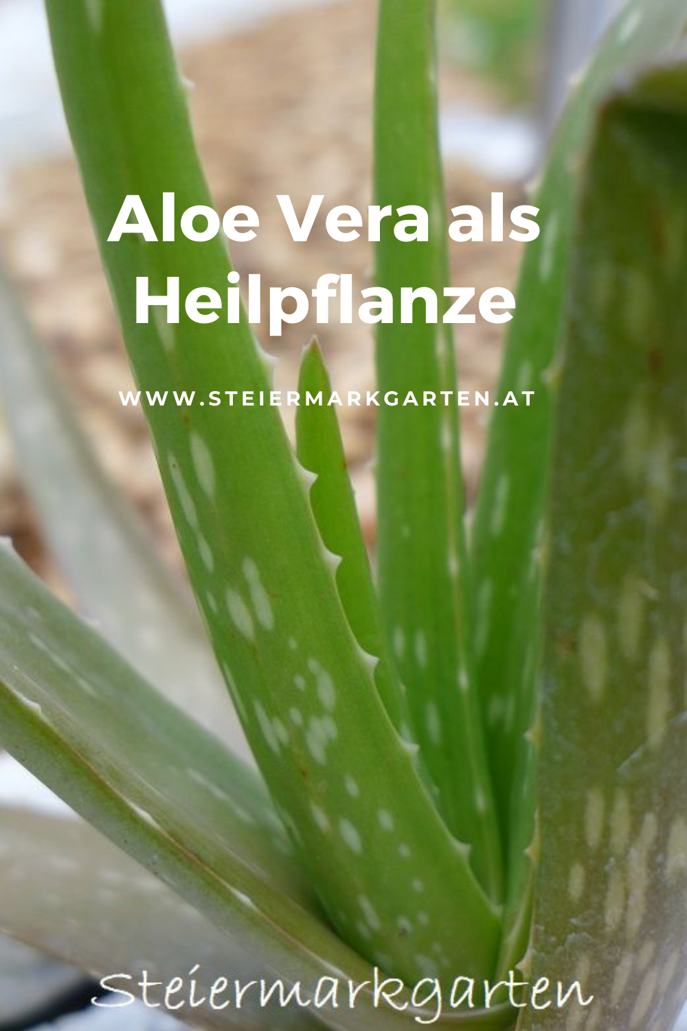Aloe Vera als Heilpflanze Steiermarkgarten