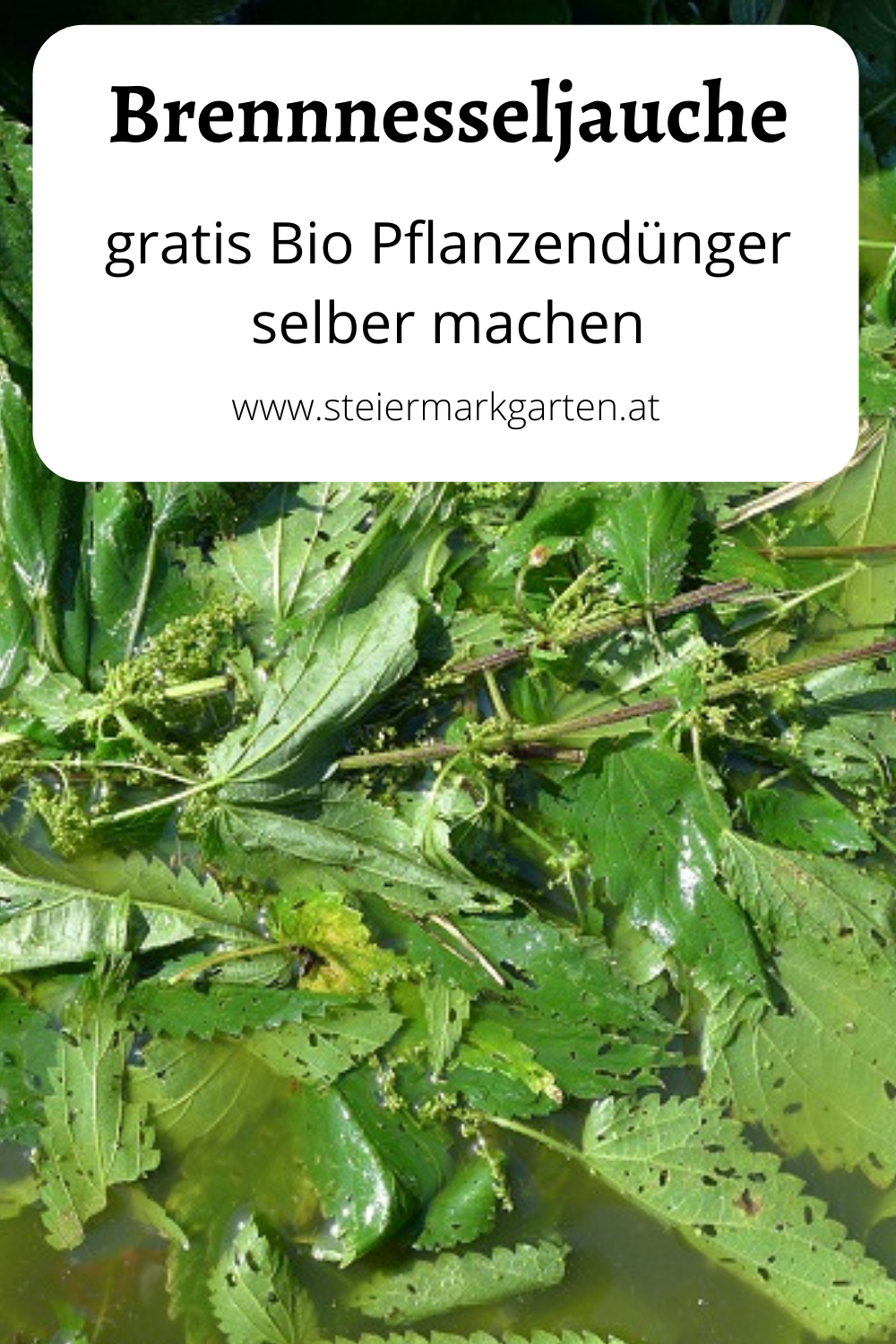 Gratis Bio Pflanzendünger Brennnesseljauche Steiermarkgarten