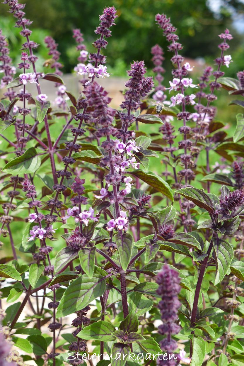 Basilikum-African-Blue-Steiermarkgarten_ergebnis