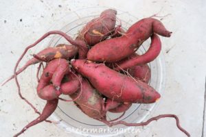 Süßkartoffeln anbauen: vorziehen, pflegen, ernten - Carina