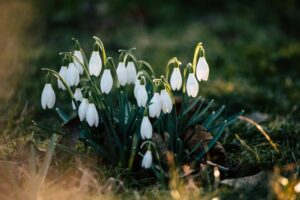 Mehr über den Artikel erfahren Imbolc – Lichtfest der Erneuerung