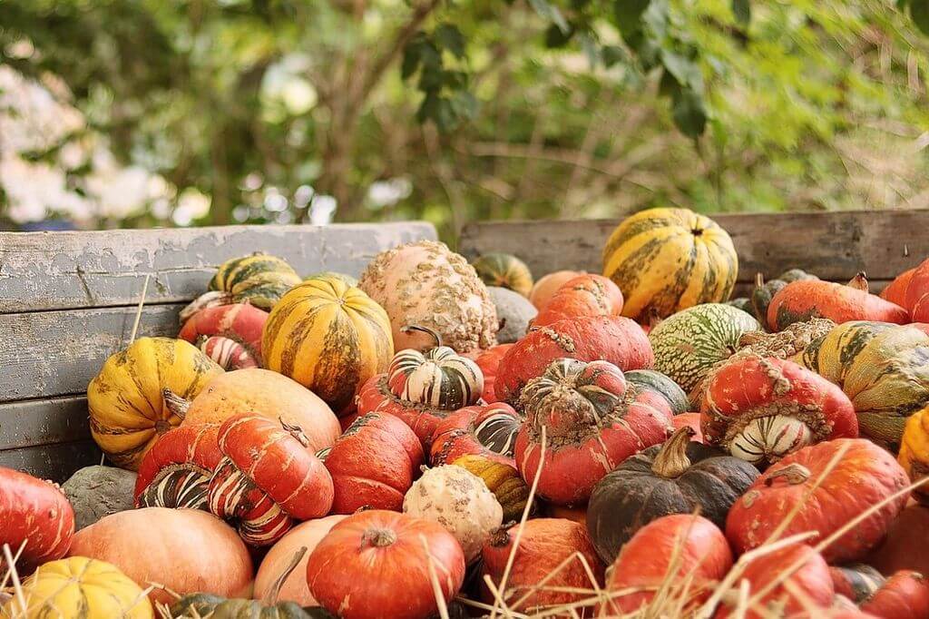 Mehr über den Artikel erfahren Mabon – Erntedankfest